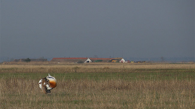 Upper Kiskunság Steppes