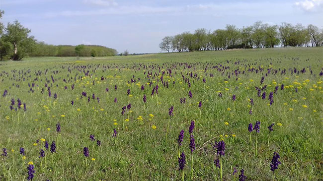Peszéradacs Meadows