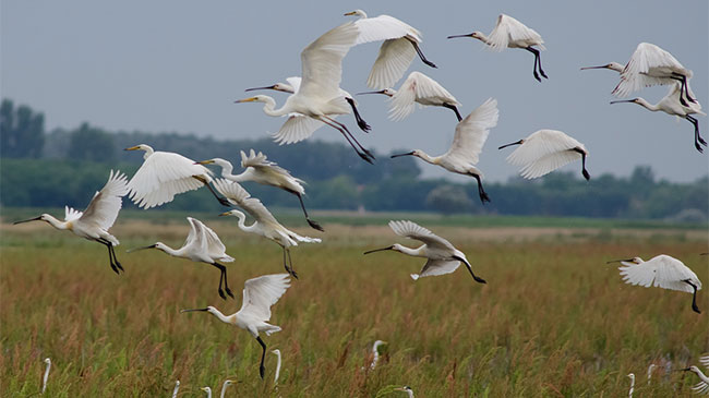 Pusztaszer Landscape Protection Area