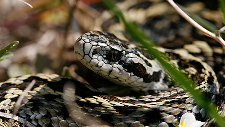 Rákosivipera-védelmi Központ, Kunadacs