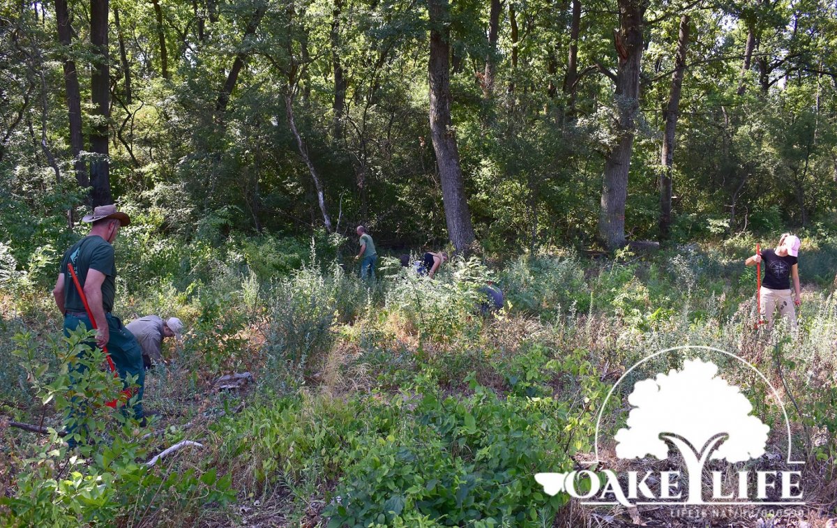 Oakeylife önkéntesek