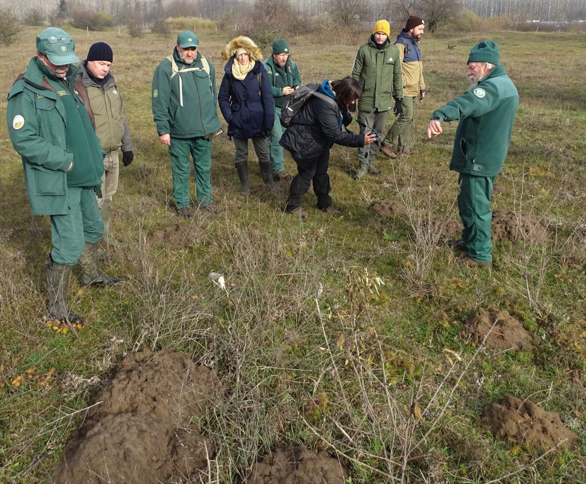 A Kiskunsági Nemzeti Park Igazgatóság munkatársai minden évben felmérik, hány túráscsoport található a földikutya-rezervátum területén (fotó: Tamás Ádám)ó 