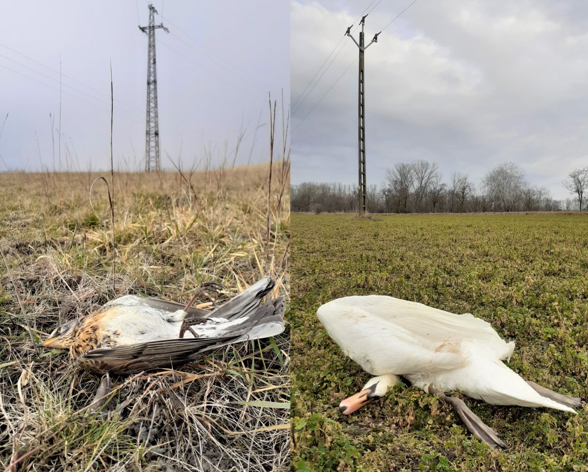 Légvezetéknek ütközés következtében elpusztult fenyőrigó és hattyú