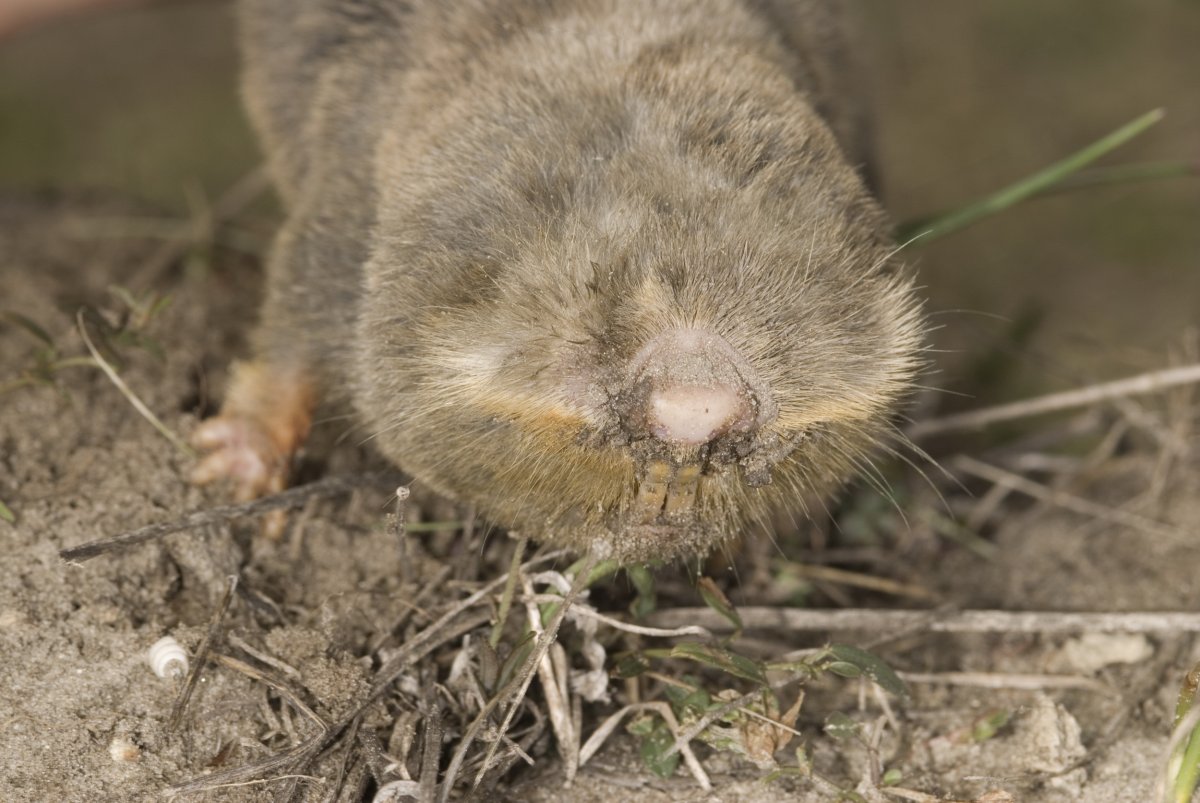 Délvidéki földikutya (fotó: Krnács György, Kiskunsági Nemzeti Park Igazgatóság)