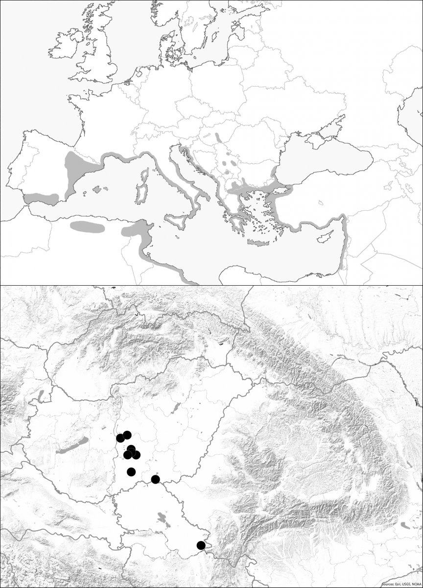 térkép