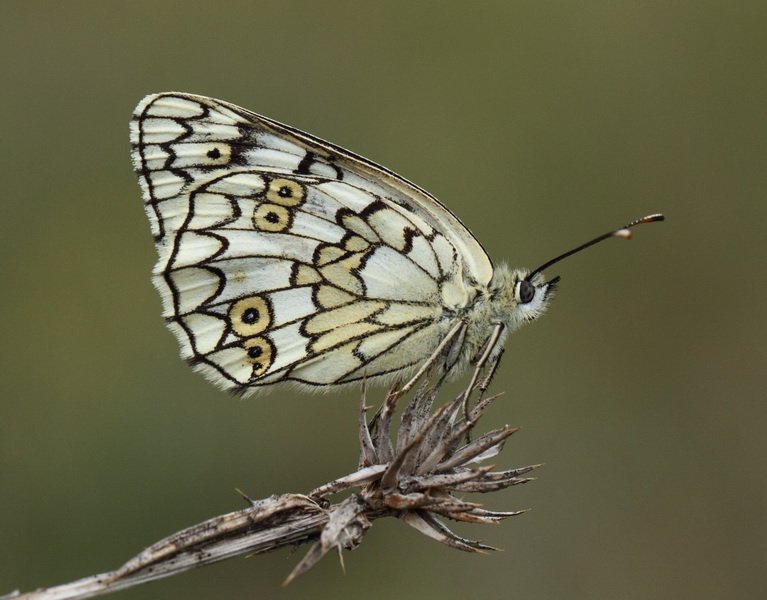 magyar szemőc