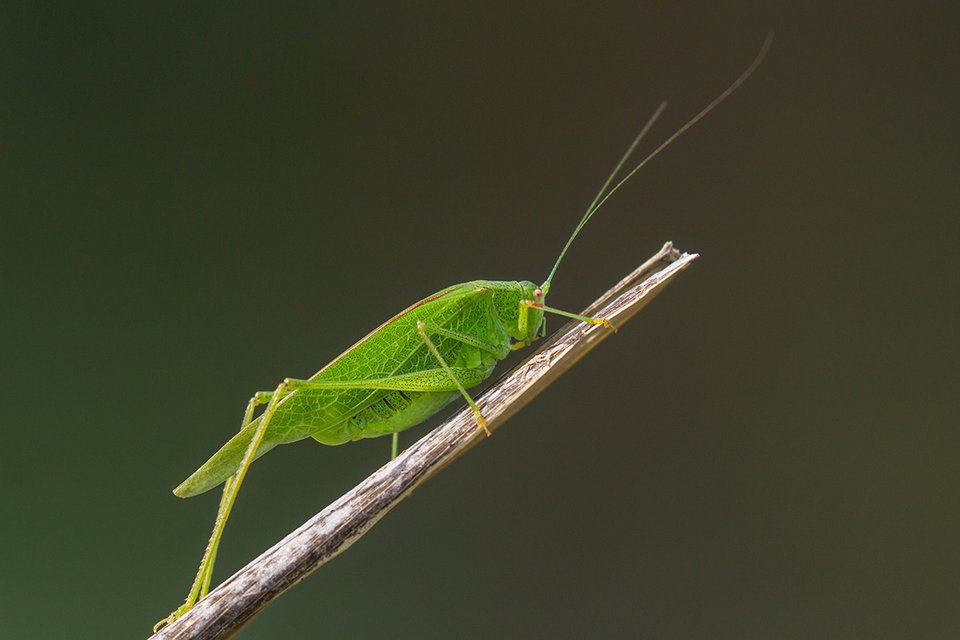 repülőszöcske