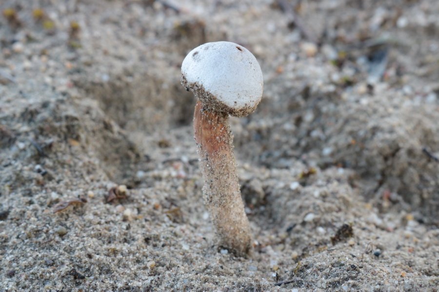 Tulostoma shai-huludii 