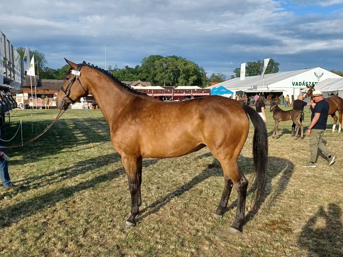 furioso ló