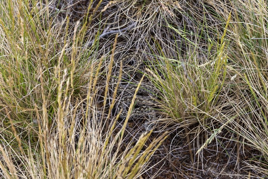 rákosi vipera