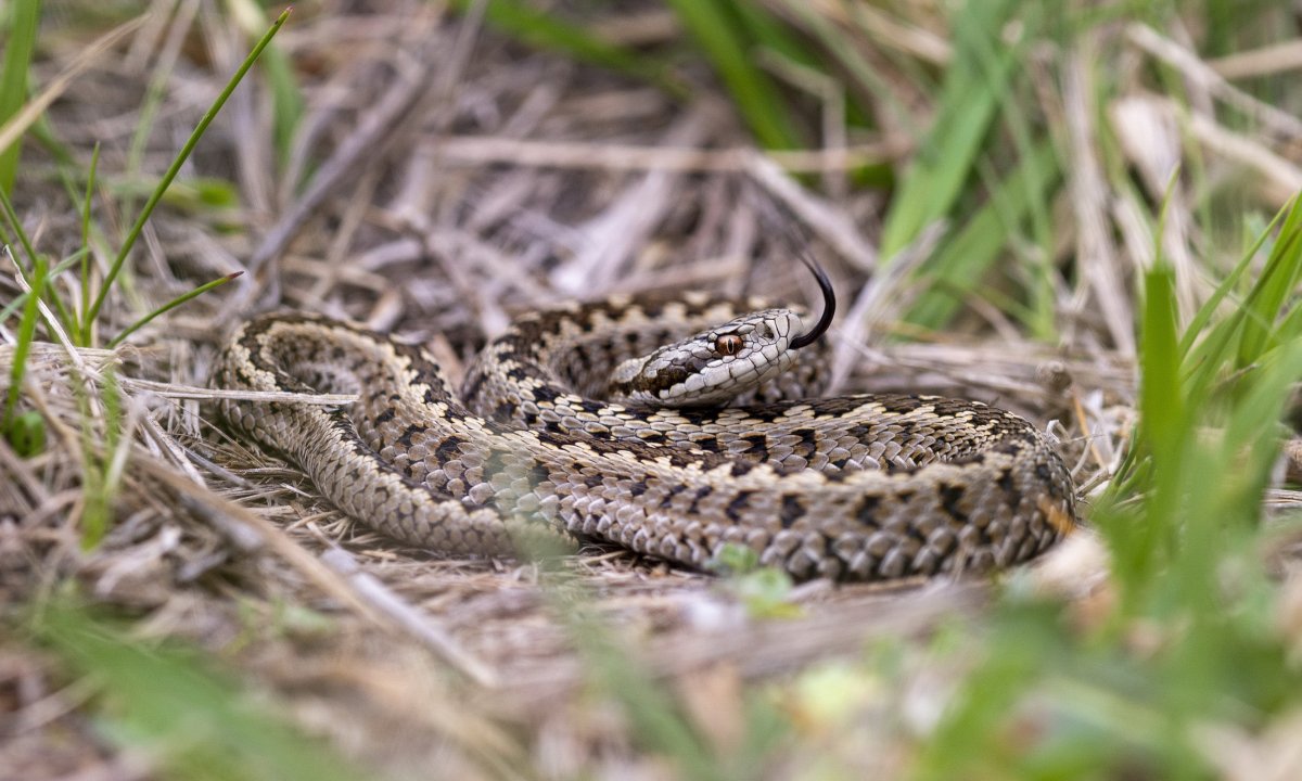 rákosi vipera