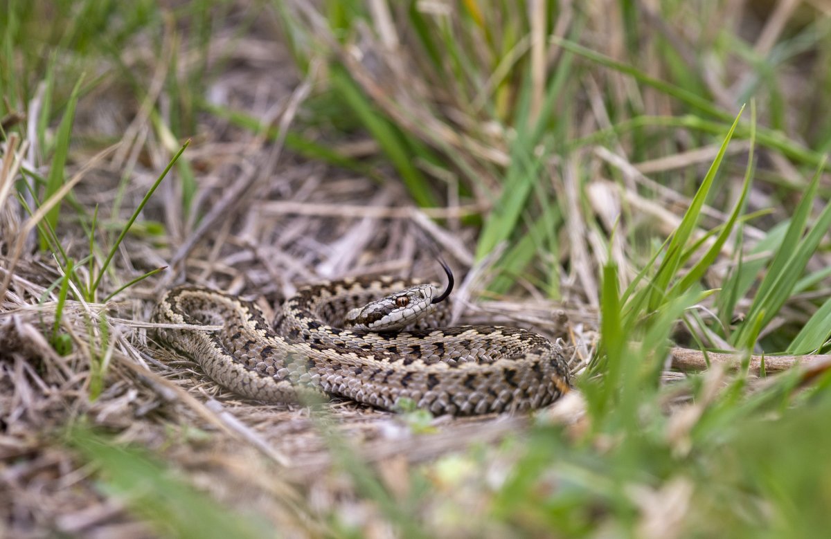 rákosi vipera
