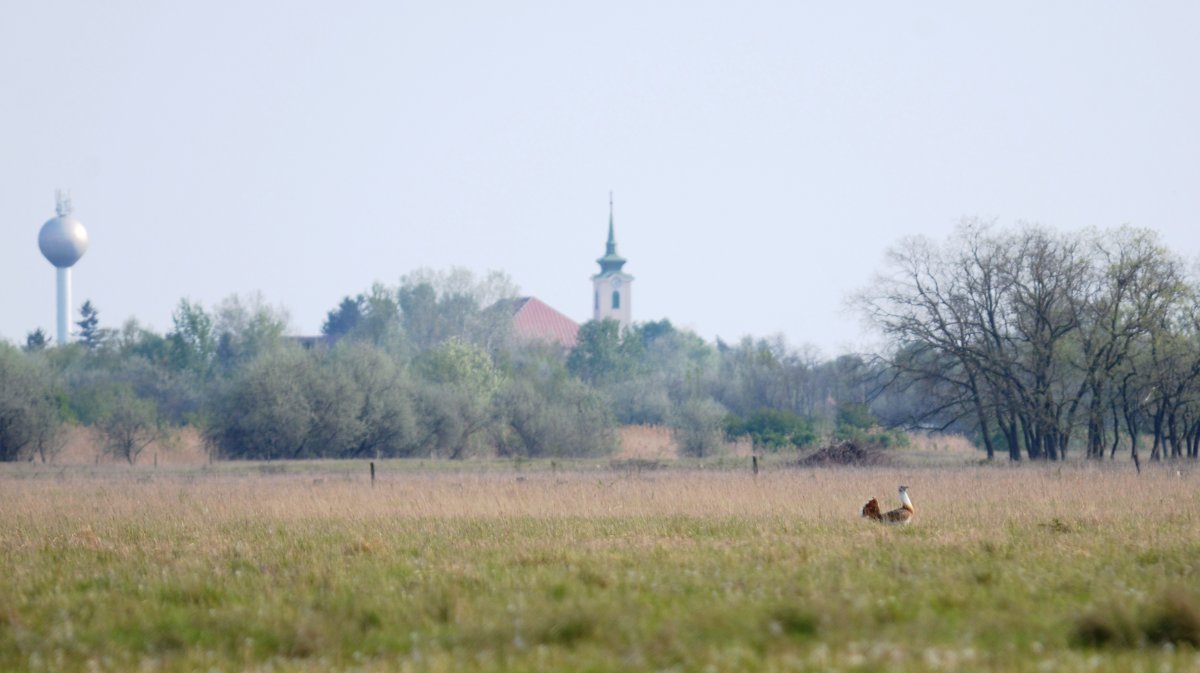 túzok