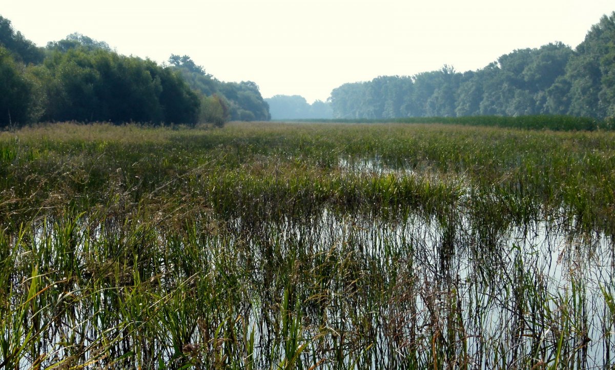 Körtvélyesi Holt-Tisza látkép