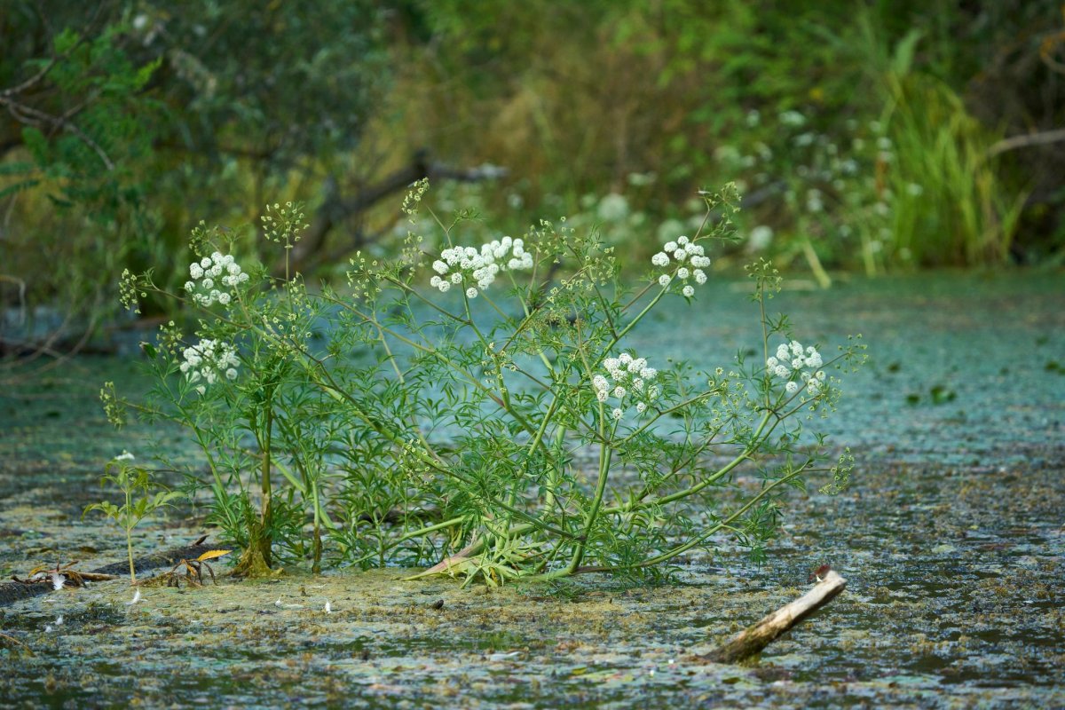 gyilkos csomorika