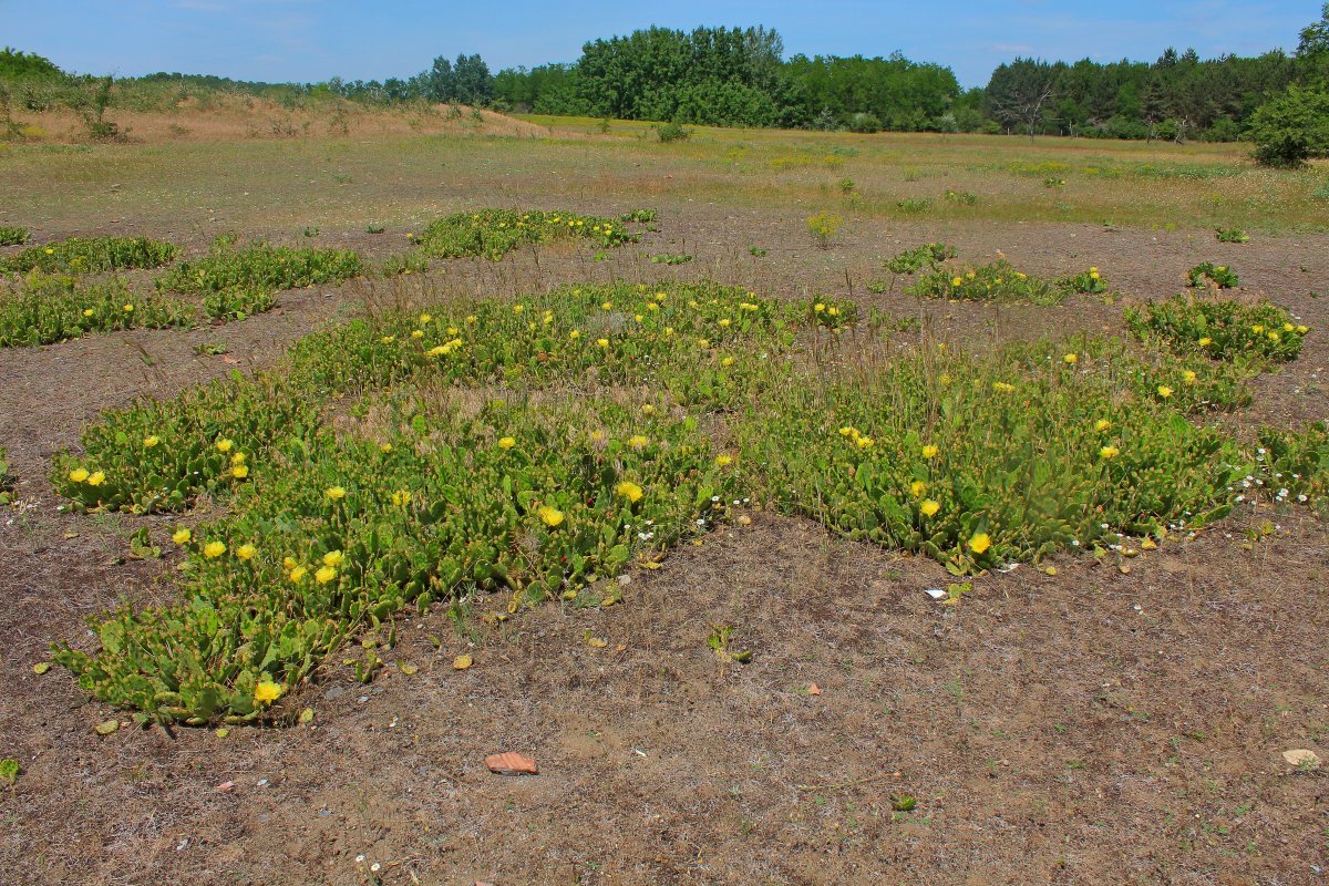 medvetalpkaktusz
