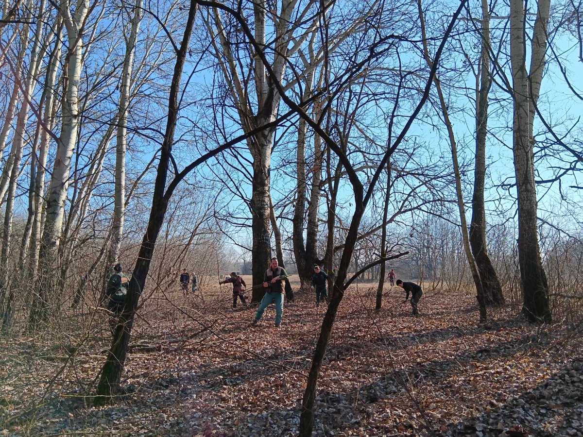 cserjeirtás