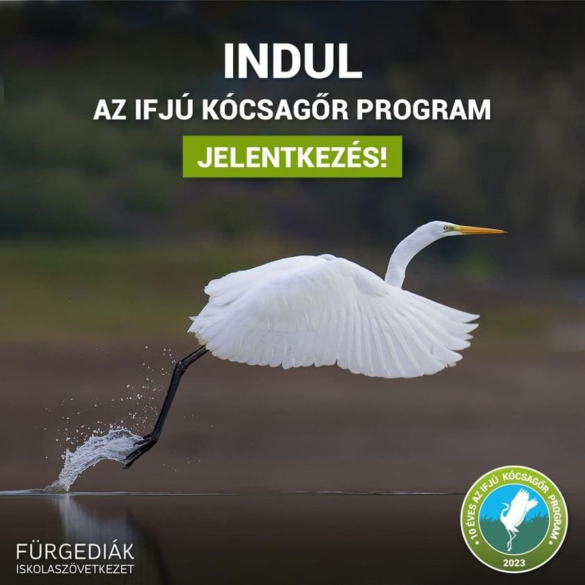 ifjú kócsagőr