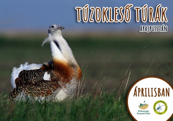 túzoktúra