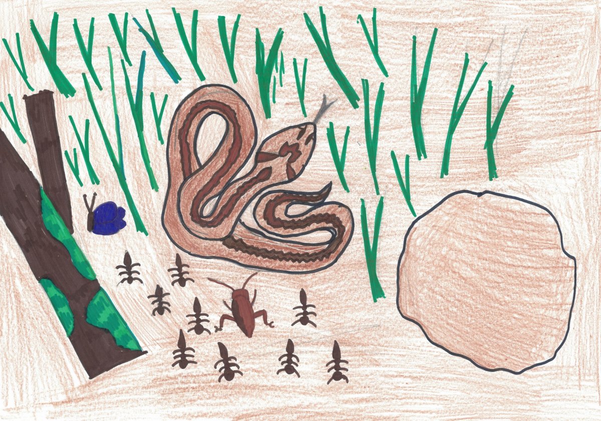rajz